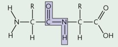 <p>Covalent amide linkage between the α-carboxyl group of one amino acid and the α-amino group of another.</p>