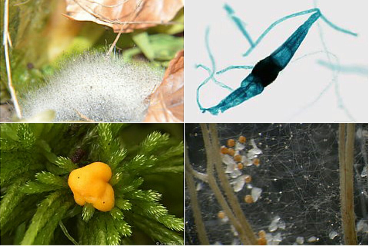 <ul><li><p>contribute to an infectious disease</p></li><li><p>primitive, no partitions</p></li><li><p>reproduce sexually and asexually</p></li><li><p>hyphae are clear. pigment is in the spores</p></li><li><p>parasites to plants and cyanobacterial partners</p></li></ul><p></p>