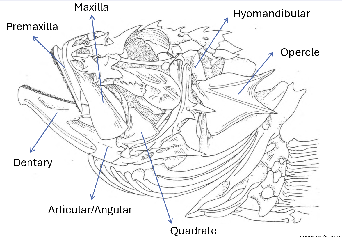 <p>Quadrate</p>