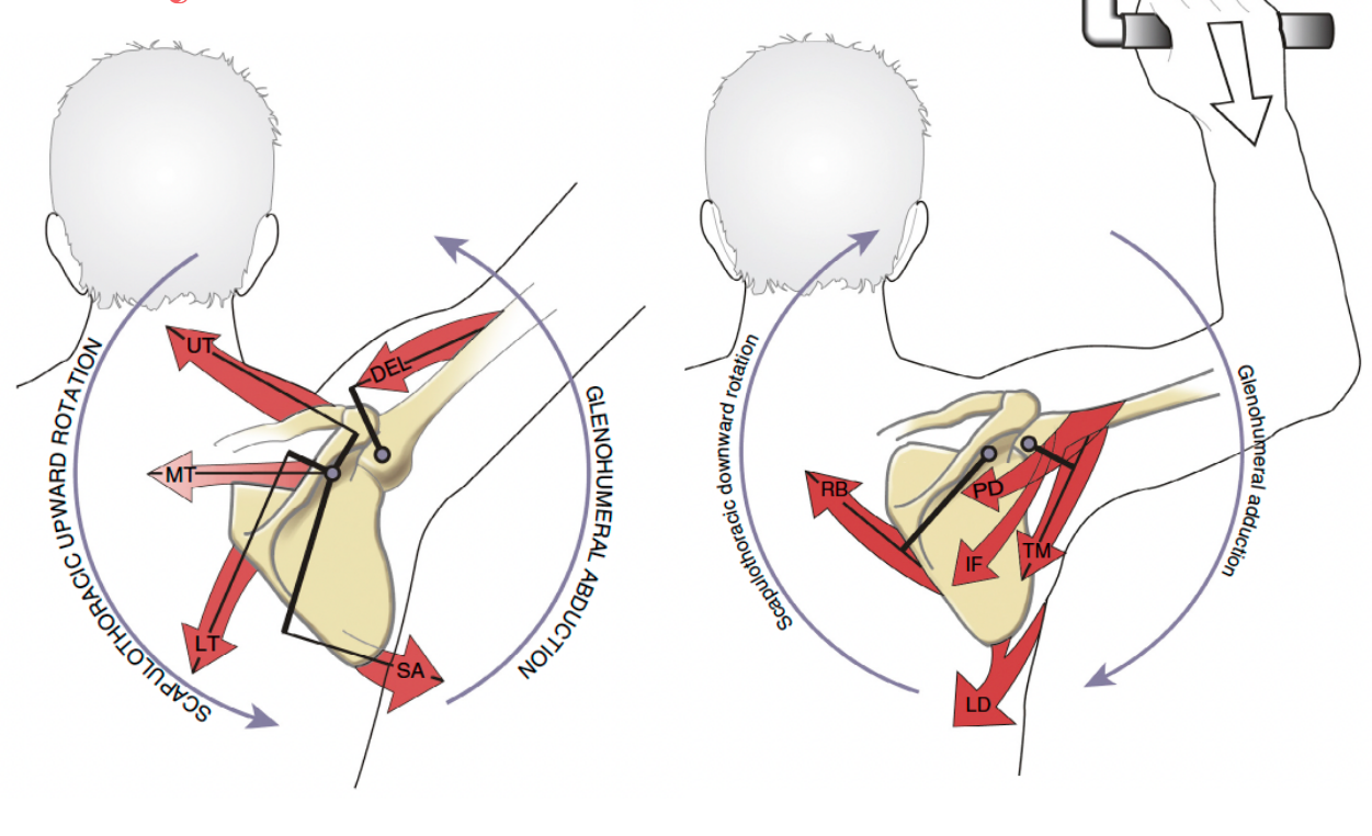 <p>yes, it also requires coordinated muscle action</p><p>usually to stabilize scapula while glenohumeral muscles work to move arm</p><p>*yes force couples are back :(</p>