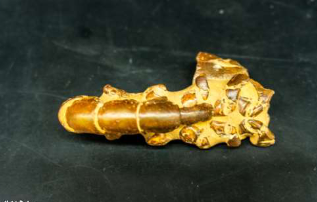 <p>identify the subphylum and name</p>