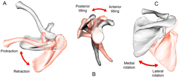 <p>posterior tilt</p>