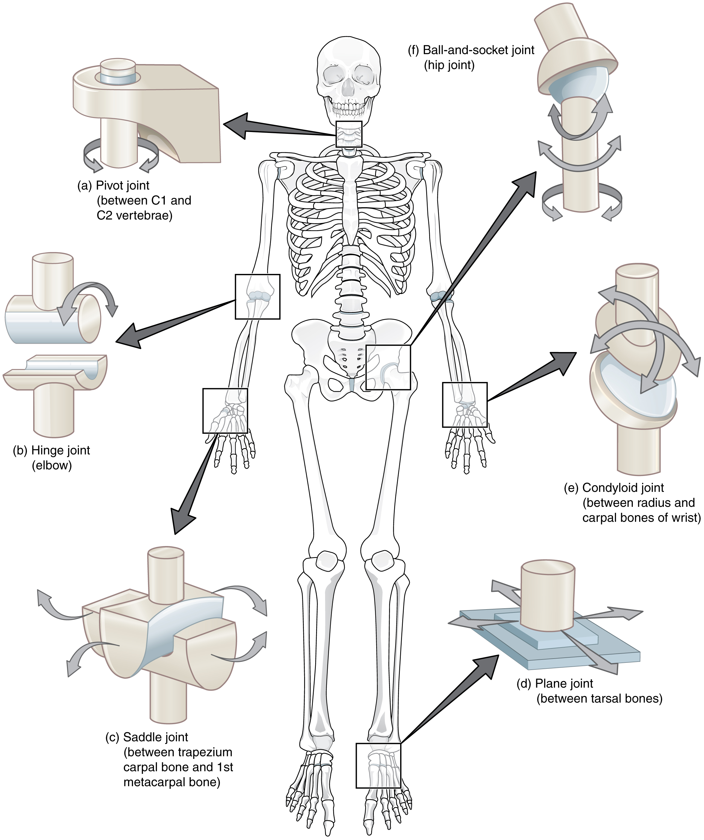 <p>when 2 or more bones join together</p>