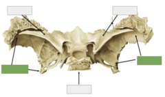 <p>Posterior view: These are the</p>