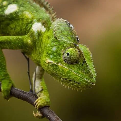 <p>what is the family level name for reptiles w/ prehensile tails?</p>