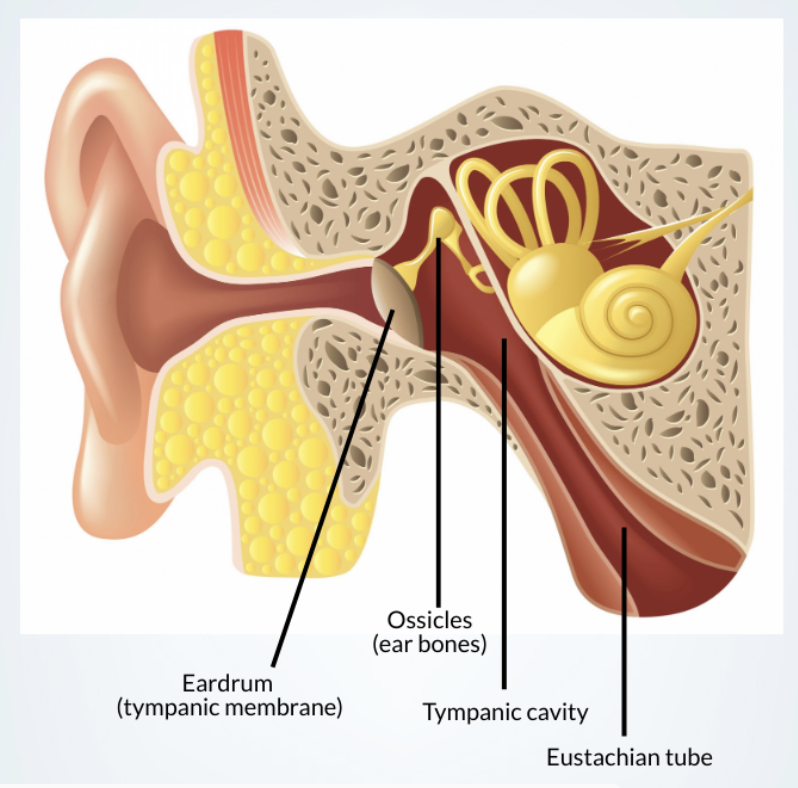 <p>Sound waves strike, causing it to vibrate;</p><p>membrane separating outer ear from middle ear</p>
