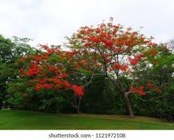 <p>Non-native but widely cultivated in the Philippines; conservation status: not endangered. Most easily identified by its showy clusters of red, orange, and yellow flowers with long protruding red stamens, making it one of the most striking flowering ornamental shrubs in tropical landscapes.</p><p>A large evergreen shrub to small tree typically growing 2–5 meters tall with a 2–4 meter spread. Stems are slender, often armed with small prickles. Leaves are finely textured and bipinnately compound, 20–40 cm long, with numerous small leaflets giving a fern-like appearance. Flowers are borne in upright terminal clusters, each flower about 5–8 cm across, with brightly colored petals and prominent long stamens. Fruits are flat pods containing several seeds that readily germinate.</p><p>Widely used as an ornamental accent, flowering hedge, screen, and butterfly-attracting plant. Seeds and some plant parts are considered mildly toxic if ingested and should not be consumed. In landscape applications, it is best used in shrub borders, median plantings, tropical gardens, and mass plantings where its continuous flowering display can be highlighted; regular pruning helps maintain shape and encourage blooming.</p>
