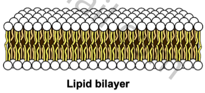 <p>Lipid bilayer</p>