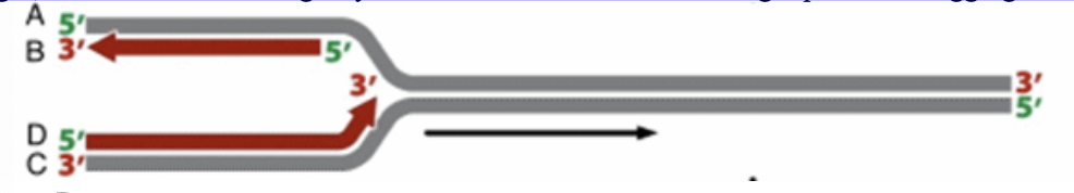<p>The diagram shown below is one half of a replication bubble. As the DNA template strands unwind toward the</p><p>right, new strands of DNA get synthesized. Which of the following represents a lagging strand?</p>