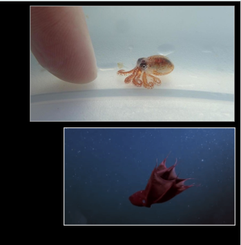 <p>What phylum, class, subclass, and order do these belong to</p>