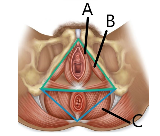 <p>identify the muscles in the inferior view of the male and female superficial pelvic floor muscles</p>