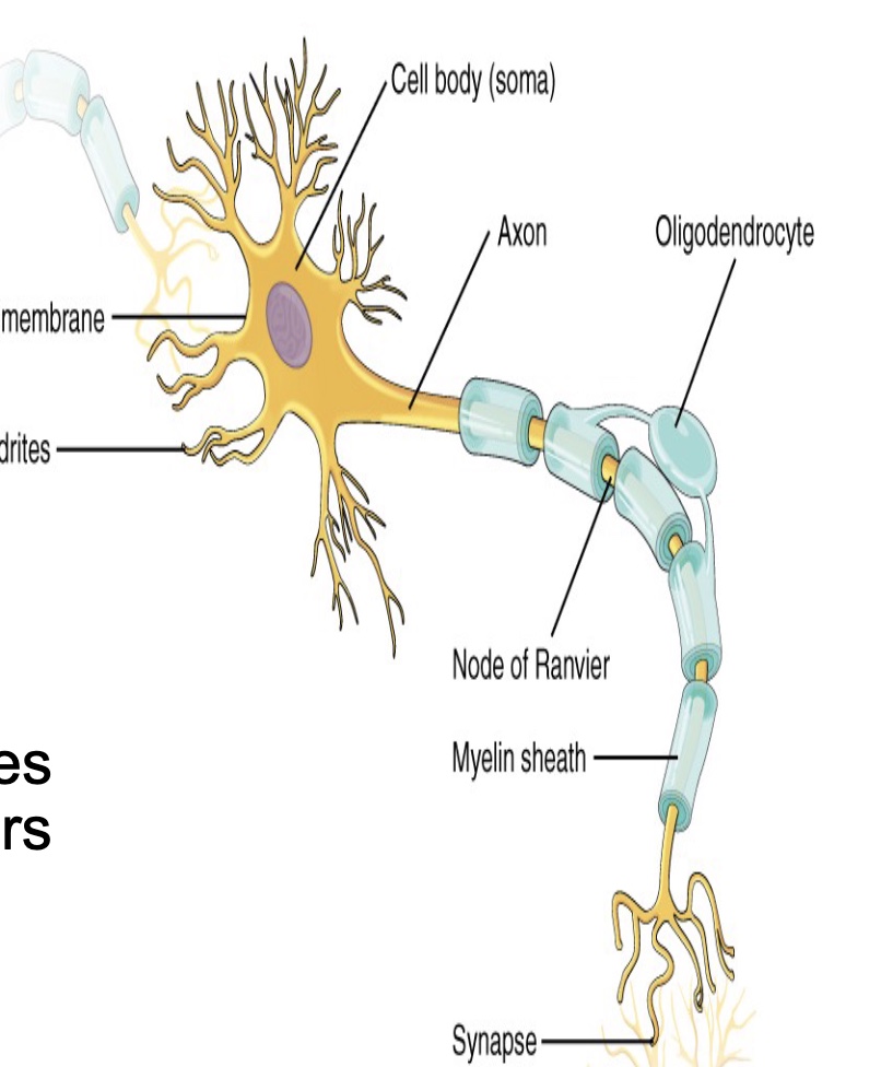 <p>neurons</p>