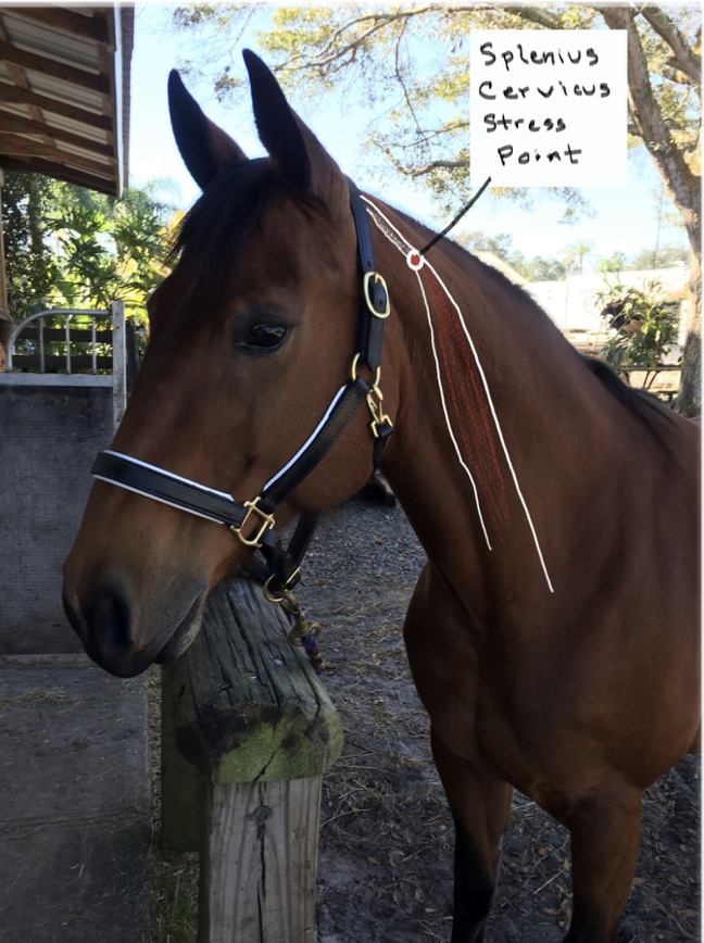 <p>Splenius Cervious muscle; involved in neck extension and rotation.</p>