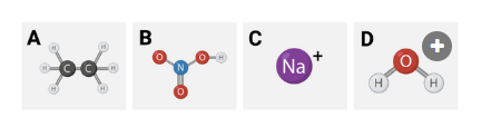 <p>Which series lists the molecules in order of hydrophilicity, from most hydrophilic to least hydrophilic?&nbsp;</p><p><br>a. C > B > D > A<br>b. A > D > C > B<br>c. A > D > B > C</p>