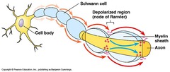 <p>Schwann cells and oligodendrocytes wrap axons with myelin, leaving spaces for nodes of Ranvier</p><p>forces action potential to jump from node to node, speeding up conduction</p>