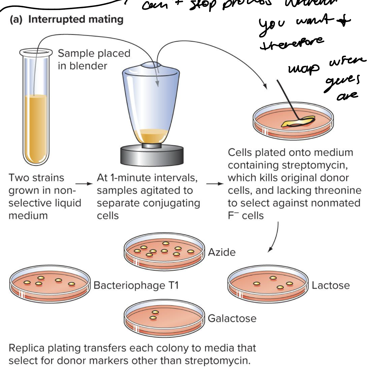 <p>interrupted mating experiment - you can’t stop process wherever you want, therefore map where genes are</p><ul><li><p>genes immediately follow origin of transfer in Hfr chromosome are transferred first</p></li><li><p>order of transfer reflects the gene order on chromosome</p></li></ul><p></p>