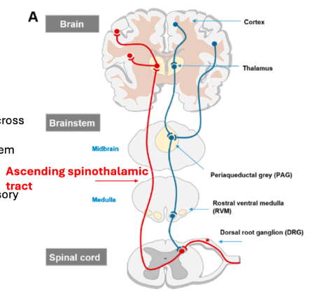 <p>Ascending Pain Pathway Processing in the Brain</p>