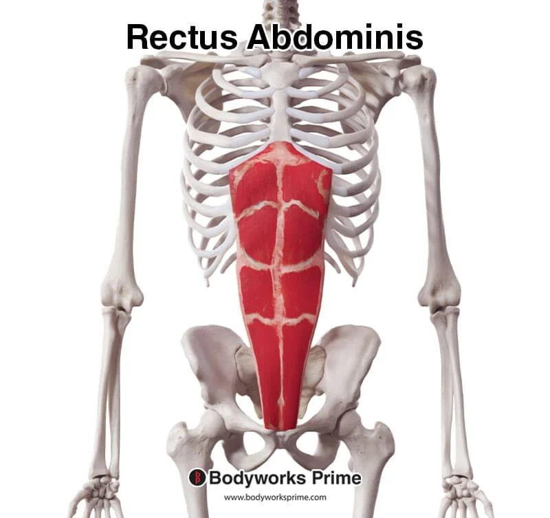 <p>Rectus abdominus</p>