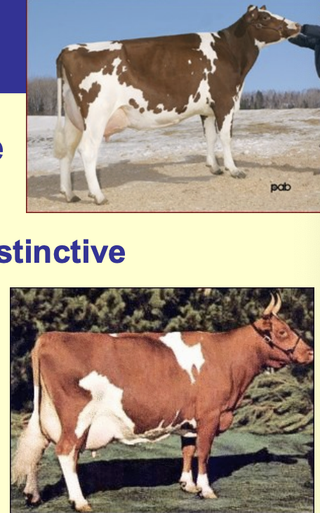 <ul><li><p>origin: scotland</p></li><li><p>moderate butterfat</p></li><li><p>dark, mahogany red, and white</p></li><li><p>medium framed</p></li><li><p>high quality udders</p></li><li><p>efficient grazer</p></li></ul><p></p>