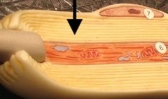 <p>covers the axon of some neurons and helps speed neural impulses</p>