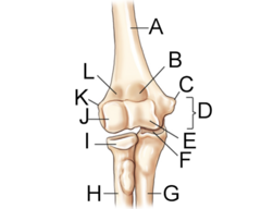 <p>label the anatomy (A-F) of the elbow</p>