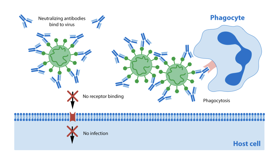 <p><span>as they ”neutralize” viral entry into the cell.&nbsp; This is why so many vaccines target the viral proteins on the surface that trigger binding to the host cell</span></p>