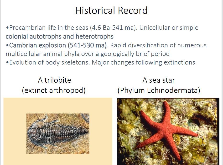 <p>-Precambrian life in the seas (4.6 Ba - 541 ma) → unicellular or simple colonial autotrophs and heterotrophs</p><p>-Cambrian explosion (541-530 ma) → rapid diversification of numerous multicellular animal phyla over a geologically brief period</p><p>-evolution of body skeletons → major changes following extinctions</p>