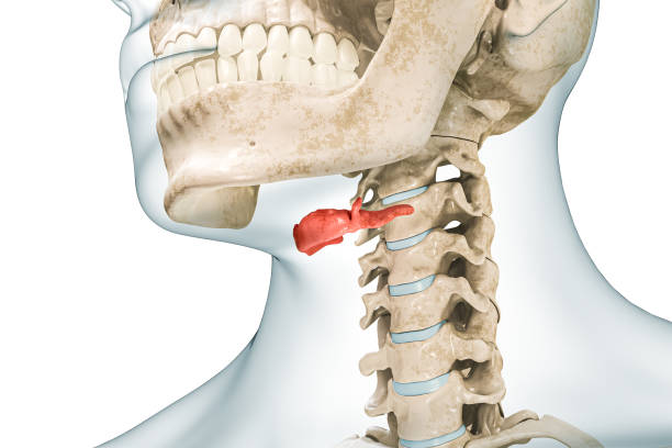 <p>Horseshoe shaped bone inferior to the mandible. Does not articulate with other bones</p>