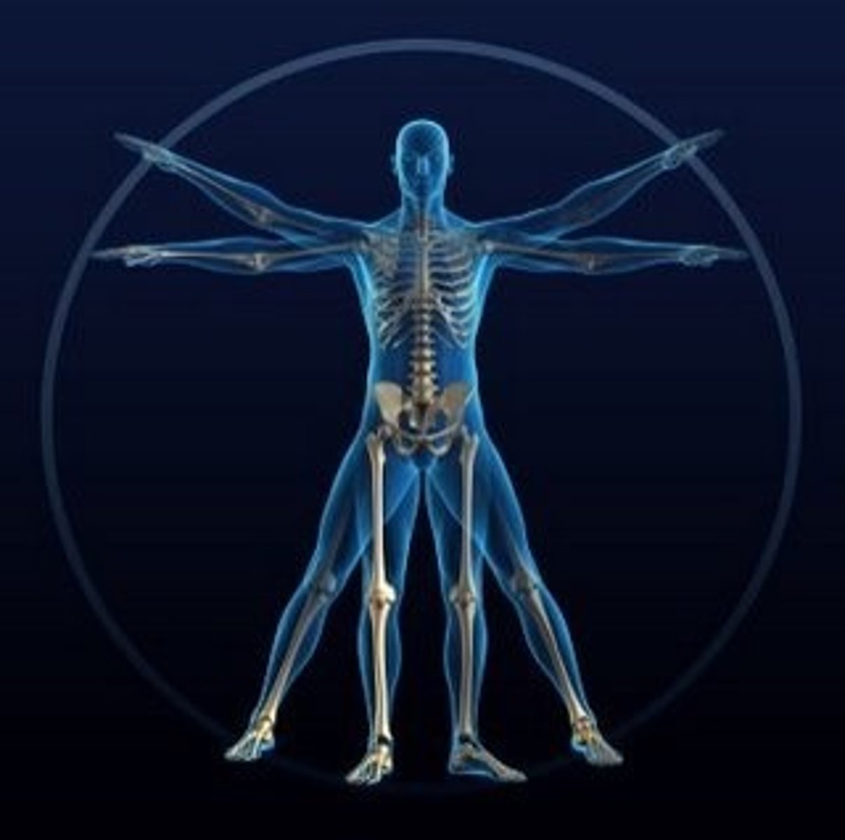 <p>human, refined</p>