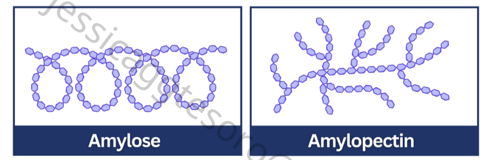 <p><strong>Starch</strong></p><p>Glucose (α-1,4 and α-1,6)</p><p>Made 80% amylose (spiral) and 20% amylopectin (branched)</p>
