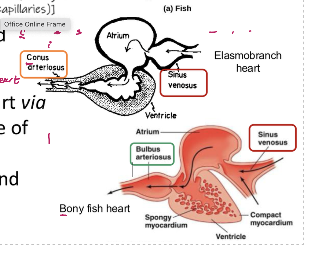 <p>important note:</p><ul><li><p>blood leaves the heart via the bulbs arteriosus in bony fish</p></li><li><p>blood leaves the heart via the conus arteriosus in sharks, rays, and skates</p></li></ul><p></p>