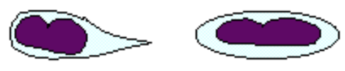 <ul><li><p><span style="font-family: "Century Gothic";">participate in blood coagulation</span></p></li></ul><p></p><ul><li><p><span style="font-family: "Century Gothic";">small w/ round to oval nuclei</span></p></li><li><p><span style="font-family: "Century Gothic";">colourless to pale-blue cytoplasm</span></p></li><li><p><span style="font-family: "Century Gothic";">oval, tear drop shaped, or fusiform in shape</span></p></li><li><p><span style="font-family: "Century Gothic";">tendency to clump</span></p></li></ul><p></p>