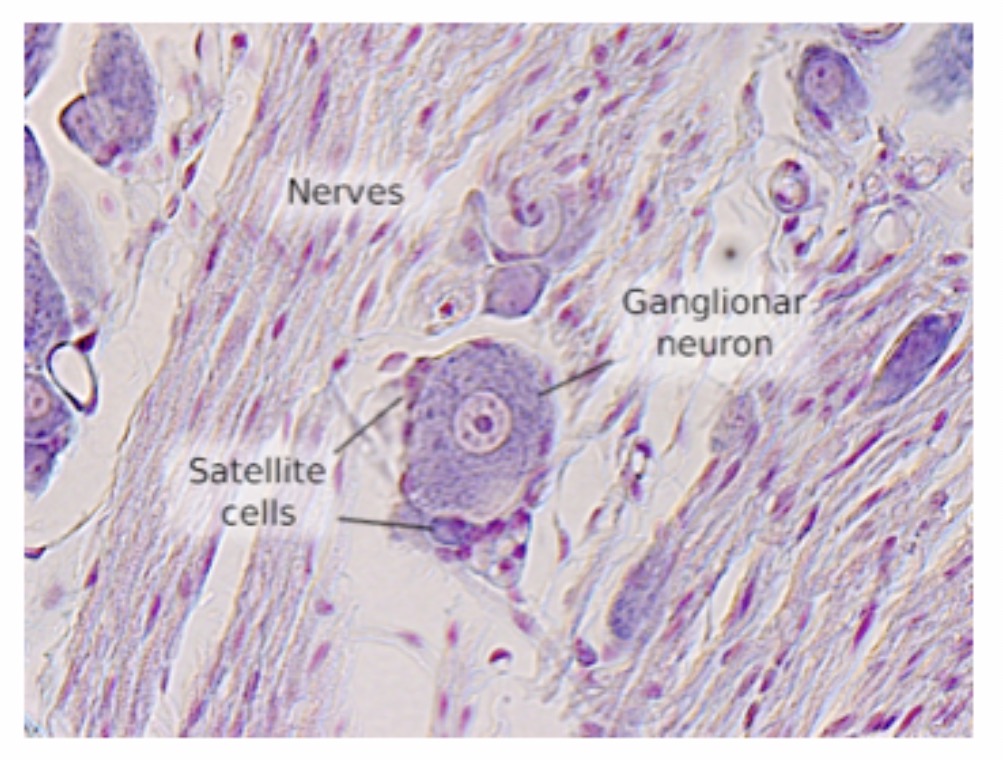 <p>Spinal Cord Ganglia : Ganglionar Neuron : Function : Carries sensory impulses from receptors to the central nervous system.</p>