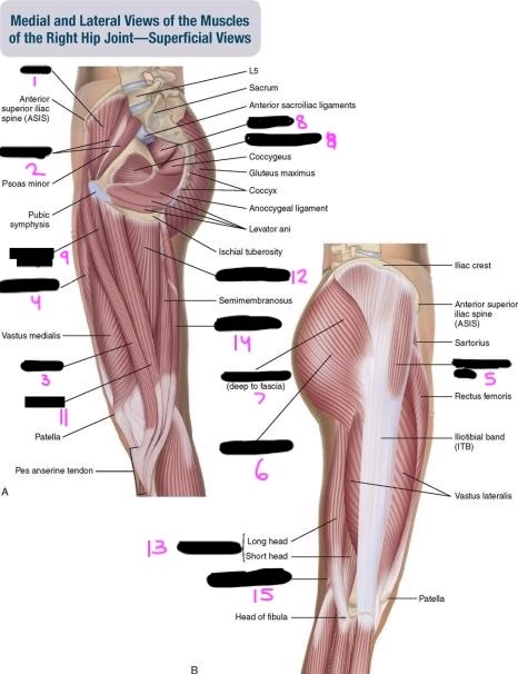 <p>label this diagram of the hip muscles</p>