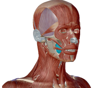 <p>what muscle is this</p>