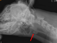 <p>What is this, the animal presents with a history of coughing, not wanting to eat?</p>
