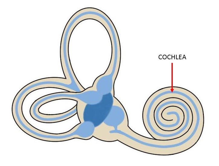 <p>Hearing receptor</p>