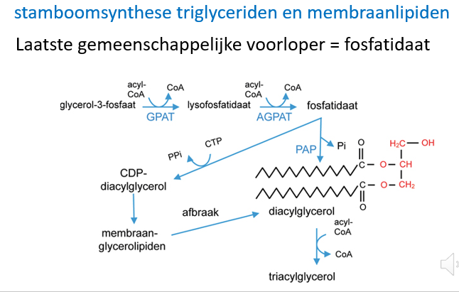 <p><span>Enkel ter illustratie</span></p><p style="text-align: left;"></p><p style="text-align: left;"><span>Membraan glycerolipiden en triglyceriden hebben een gemeenschappelijke voorouder / voorloper, namelijk fosfatidaat.</span></p><p style="text-align: left;"><span><br></span></p><p style="text-align: left;"><span>1 van de tussenstappen is het CDP-diacylglycerol.</span></p>
