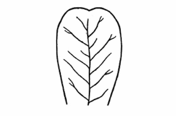 <p>A leaf apex with a shallow notch in a broad, blunt end.</p>