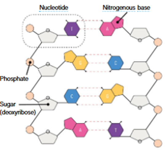<ul><li><p><span style="font-family: "Gill Sans MT";"><span>Sugar- phosphate backbone is held together by covalent bonds </span><em><span>(Phosphodiester bond).</span></em></span></p></li></ul><p>&nbsp;</p><ul><li><p><span style="font-family: "Gill Sans MT";"><span>Covalent bonds are </span></span><span style="background-color: lime; font-family: "Gill Sans MT";"><span>strong</span></span><span style="font-family: "Gill Sans MT";"><span> and hold nucleotides together during replication and protein synthesis.</span></span></p></li></ul><p></p>