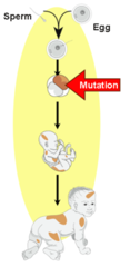 <p>A mutation that occurs in the body cells. Cannot be inherited.</p>