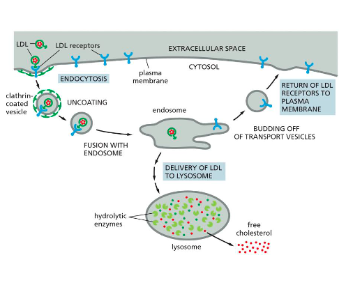 <p><span>•LDL binds to LDL receptors on the cell surface and is internalized in <strong>clathrin</strong>-coated vesicles.</span></p><p><span>•The vesicles lose their coat and fuse with <strong>endosomes</strong>, where the acidic environment causes LDL to <strong>dissociate</strong> from its receptors.</span></p><p><span>•LDL is delivered to lysosomes, where it is degraded to <strong>release free cholesterol</strong>, while LDL receptors are recycled back to the plasma membrane via transport vesicles.</span></p>