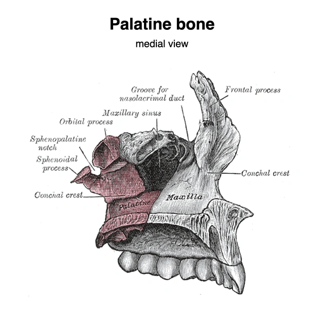 <p>2 bones. each forms posterior part of hard palate; also forms small part of nasal cavity and and orbit wall. L shaped bone. no markings</p>