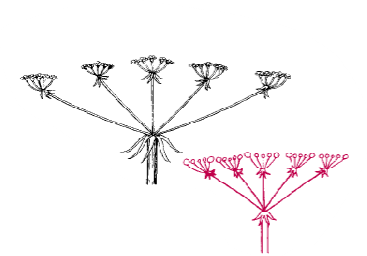 <p>What type of inflorescence is this</p>