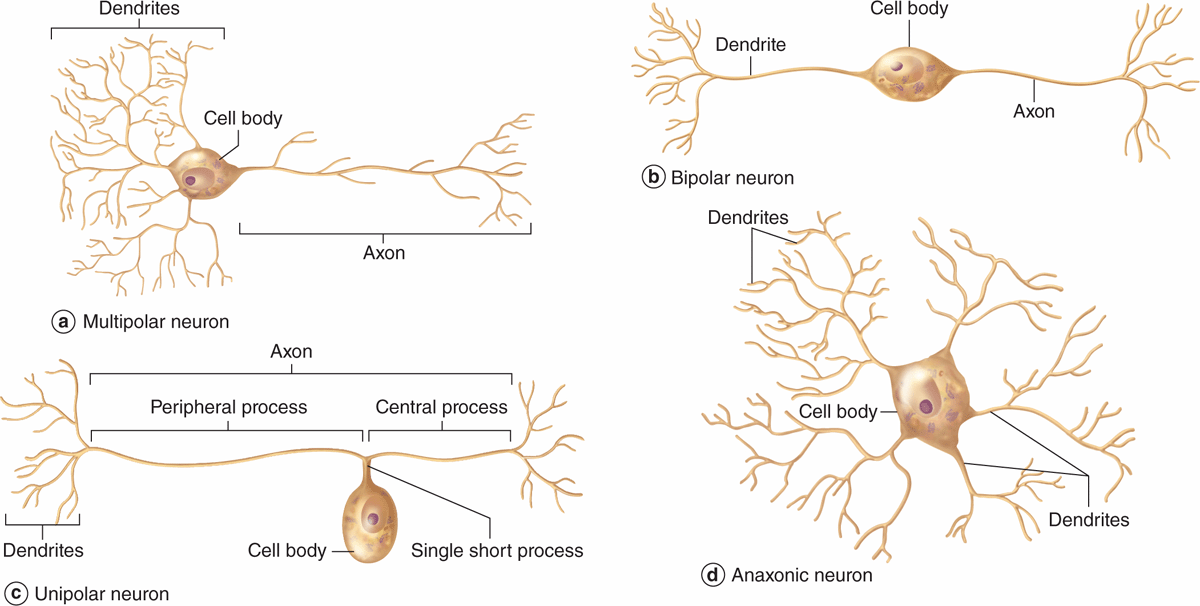 <ul><li><p>many dendrites</p></li><li><p>no true axon</p></li><li><p>don’t produce APs [send signals via electronic conduction]</p></li><li><p>regulate electrical changes of adjacent CNS neurons</p></li></ul><p></p>