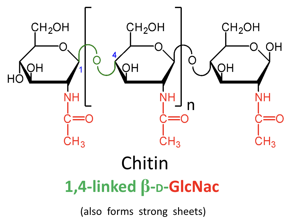 <p>What monosaccharide derivative is found in chitin?</p>