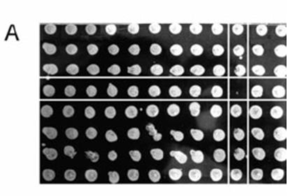<p>used to determine protein-protein interactions via gene expression </p>
