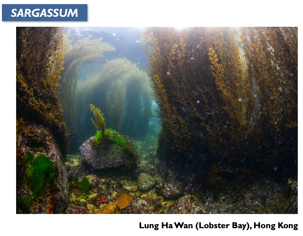 <p>Example of Sargassum in Hong Kong.</p>