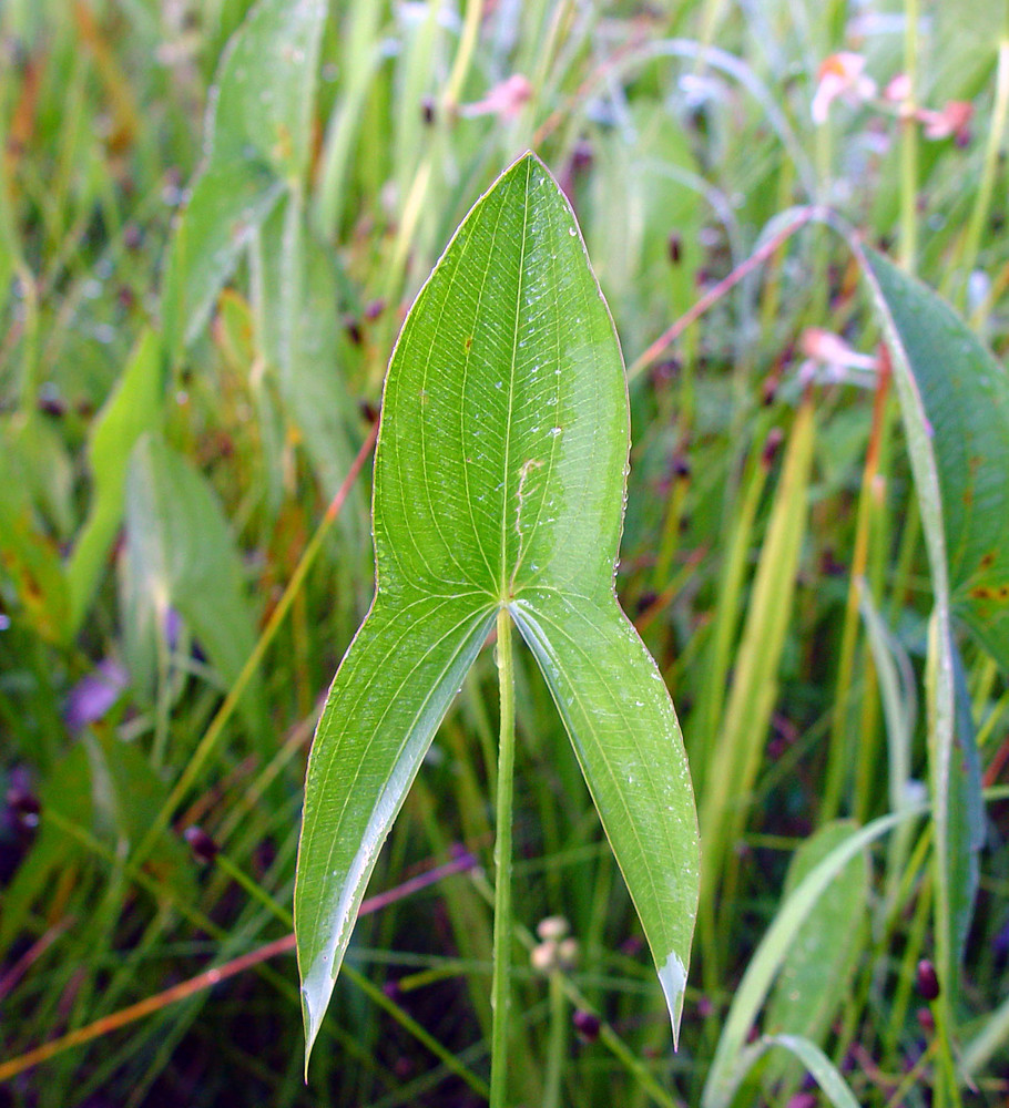 <p>arrowhead-shaped leaf with two pointed lobes extending downward from the base</p>