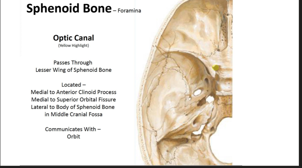 <ul><li><p>Passes through the lesser wing of the Sphenoid Bone</p></li><li><p>Located -</p><ul><li><p>Medial to Anterior Clinoid Process</p></li><li><p>Medial to Superior Orbital Fissure</p></li><li><p>Lateral to body of sphenoid bone in middle cranial fossa</p></li></ul></li><li><p>Communicates with Orbit</p></li></ul><p></p>